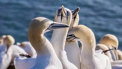 爱游戏官网-王曼昱4-1温特 晋级WTT新加坡大满贯女单决赛