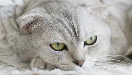 爱游戏体育-攻破巴黎球门未庆祝，伊科内：我永远不会忘记自己的根